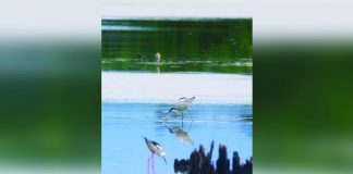 A rare Pied Avocet migratory bird is sighted in Barangay Latasan, E.B. Magalona, Negros Occidental. The Department of Agriculture Region 6 reiterates its warning against migratory birds and other waterfowls such as ducks and geese that are possible carriers of bird flu. DENR-6 PHOTO
