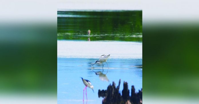 Migratory bird_superimposed A rare Pied Avocet migratory bird is sighted in Barangay Latasan, E.B. Magalona, Negros Occidental. The Department of Agriculture Region 6 reiterates its warning against migratory birds and other waterfowls such as ducks and geese that are possible carriers of bird flu. DENR-6 PHOTO