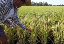 PH agriculture grows 2.1% in Q1 Palay production expanded to 5.2 percent in the first quarter of 2023, according to the Philippine Statistics Authority. PNA FILE PHOTO