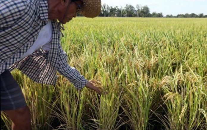 Palay production expanded to 5.2 percent in the first quarter of 2023, according to the Philippine Statistics Authority. PNA FILE PHOTO