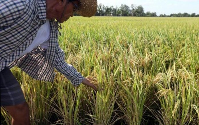 PH_agriculture_resized Palay production expanded to 5.2 percent in the first quarter of 2023, according to the Philippine Statistics Authority. PNA FILE PHOTO