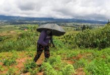 Early completion of land distribution for remaining WV agrarian reform areas pushed A Talaandig woman tills land in Barangay Miarayon, Talakag, Bukidnon in this undated photo. FROILAN GALLARDO/ABS-CBN NEWS PHOTO