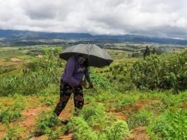 Early completion of land distribution for remaining WV agrarian reform areas pushed A Talaandig woman tills land in Barangay Miarayon, Talakag, Bukidnon in this undated photo. FROILAN GALLARDO/ABS-CBN NEWS PHOTO