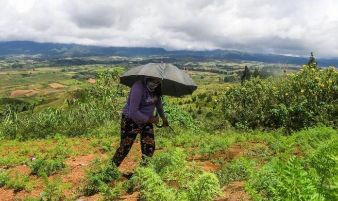 agrarian_reform.JPG_resized A Talaandig woman tills land in Barangay Miarayon, Talakag, Bukidnon in this undated photo. FROILAN GALLARDO/ABS-CBN NEWS PHOTO