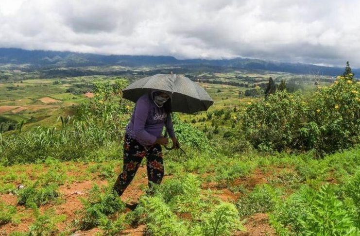 Early completion of land distribution for remaining WV agrarian reform areas pushed A Talaandig woman tills land in Barangay Miarayon, Talakag, Bukidnon in this undated photo. FROILAN GALLARDO/ABS-CBN NEWS PHOTO