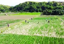 An onion farm in Bongabon, Nueva Ecija is seen in this photo. RANDY TABANO/ABS-CBN NEWS PHOTO