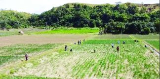 An onion farm in Bongabon, Nueva Ecija is seen in this photo. RANDY TABANO/ABS-CBN NEWS PHOTO