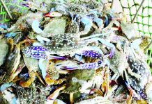 E.B. Magalona is a known supplier of blue crab meat to the United States, Europe, and Asia. PHOTO COURTESY OF EBMAGALONA.GOV.PH