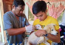 Iloilo achieves 70% dog vaccination rate amid efforts to become rabies-free Personnel of the Municipal Agriculture Office (MAO) of Carles, Iloilo vaccinates a dog in Sicogon Island. The Provincial Veterinary Office and MAO-Carles conduct an anti-rabies vaccination, dog neutering and deworming of pets and stray dogs in the island barangays. ILOILO PVO PHOTO