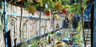 Vegetables are grown using recycled plastic bottles and tires at Nabitasan Elementary School in Iloilo City in this undated photo. Urban gardening could cushion the adverse impacts of the El Niño phenomenon on food security. PHOTO COURTESY OF DA 6 REGIONAL AGRI-FISHERY INFORMATION SECTION