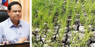 Gov. Arthur Defensor Jr. (left photo) says the Iloilo provincial government will prioritize irrigation systems that serve as water sources for small-scale farmers as part of the preparationa for the effects of the El Niño phenomenon. Right photo shows rice paddies that cracked due to lack of water. BALITA HALIN SA KAPITOLYO FB PHOTO; DA-AFID PHOTO