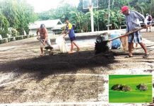 Janiuay reports sighting of rice black bug Residents of Barangay Aglosong, Concepcion, Iloilo shovel sacks of rice black bugs. Bright lights at the basketball court attract rice black bugs. VELMA CAICTEN PHOTO