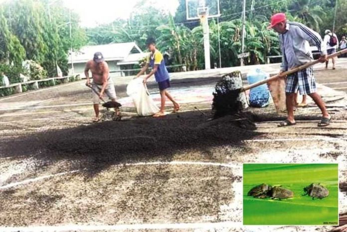 front pic and caption Residents of Barangay Aglosong, Concepcion, Iloilo shovel sacks of rice black bugs. Bright lights at the basketball court attract rice black bugs. VELMA CAICTEN PHOTO