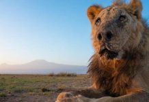 At 19, Loonkiito had a longer life than most wild lions. BBC, LION GUARDIANS/FACEBOOK