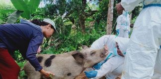 The Aklan Provincial Veterinarian Office conducted African swine fever control activities such as surveillance, testing, contact tracing and disinfection in Balete town on Saturday, April 20. OFFICE OF THE PROVINCIAL VETERINARIAN-AKLAN