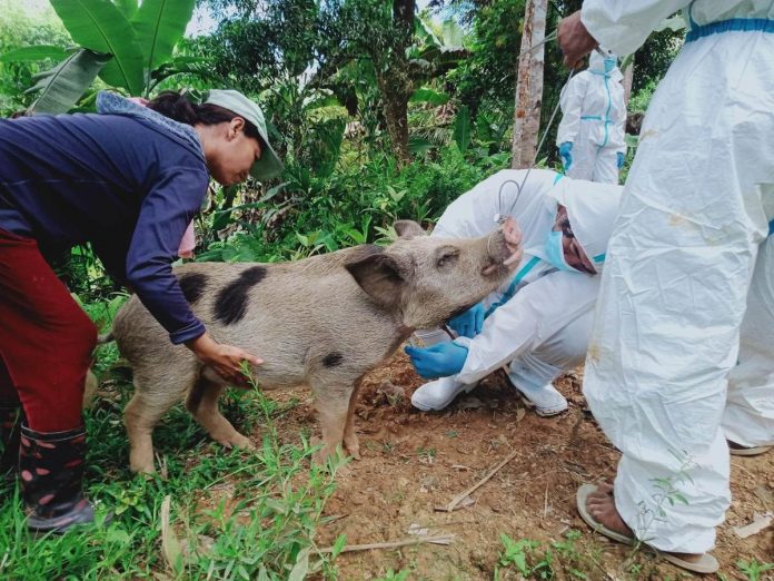 The Aklan Provincial Veterinarian Office conducted African swine fever control activities such as surveillance, testing, contact tracing and disinfection in Balete town on Saturday, April 20. OFFICE OF THE PROVINCIAL VETERINARIAN-AKLAN