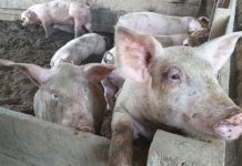Iloilo swine inventory reduced by 62% due to ASF The Provincial Veterinary Office said Iloilo stopped shipping out pork to Luzon since March this year to ensure that the supply of pork is sufficient in the province. PHOTO COURTESY OF PNA
