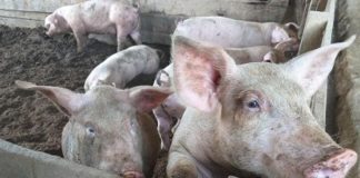 The Provincial Veterinary Office said Iloilo stopped shipping out pork to Luzon since March this year to ensure that the supply of pork is sufficient in the province. PHOTO COURTESY OF PNA