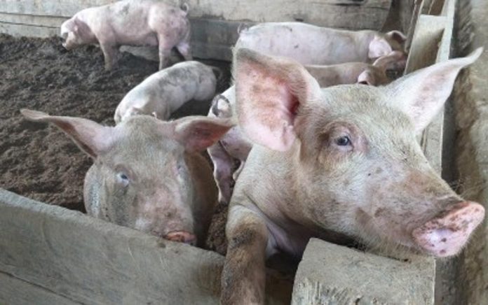 swine_inventory_resized The Provincial Veterinary Office said Iloilo stopped shipping out pork to Luzon since March this year to ensure that the supply of pork is sufficient in the province. PHOTO COURTESY OF PNA