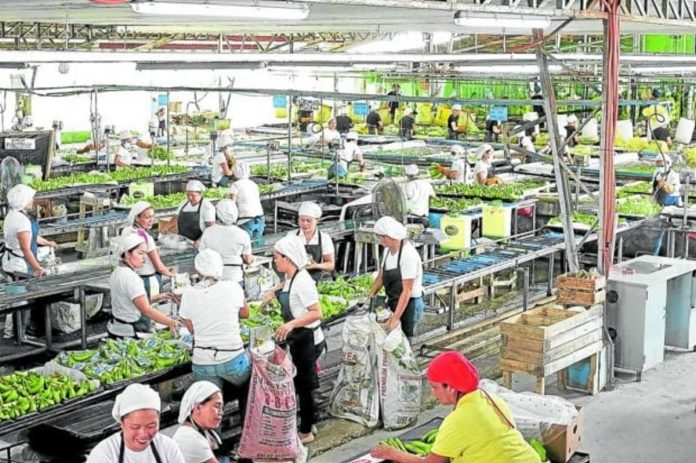 Workers sort out bananas, which the company will export to markets abroad. FILE PHOTO