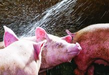 Vietnam-manufactured Avac vaccine against African Swine Fever is a single-shot vaccine for hogs aged four to 10 weeks. It needs a certificate of product registration before it could be allowed entry as an import in the Philippines. PHOTO COURTESY OF ABS-CBN NEWS