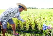 Agri’s dwindling share in GDP not unusual for emerging economies Hybrid rice proponent Henry Lim Bon Liong says traditional rice can only produce three to four tons per hectare while hybrid rice can produce eight to 10 tons per hectare, and in some cases. PNA FILE PHOTO