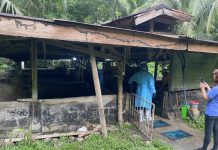 Thirty-four hogs were voluntarily depopulated through electric stunning by the University of Antique-Hamtic Campus in Barangay Guintas on June 23. The municipality was placed under a state of calamity due to African Swine Fever. MAYOR JUNJUN PACIFICADOR FB PHOTO