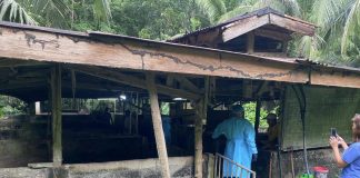 Thirty-four hogs were voluntarily depopulated through electric stunning by the University of Antique-Hamtic Campus in Barangay Guintas on June 23. The municipality was placed under a state of calamity due to African Swine Fever. MAYOR JUNJUN PACIFICADOR FB PHOTO