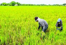 Agrarian Emancipation Act signed; P57.5-B debt of farmers condoned Masagana Rice Industry Development Program aims to achieve sustainable rice production and higher income for rice farmers. RAPPLER PHOTO