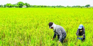 Masagana Rice Industry Development Program aims to achieve sustainable rice production and higher income for rice farmers. RAPPLER PHOTO
