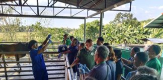 Barangay Biosecurity Officers of San Jose de Buenavista, Antique during their training on BABay ASF (African Swine Fever): Specimen Collection at the town’s slaughterhouse. Mayor Elmer Untaran banned swine, pork and pork products from Hamtic, where suspected ASF cases were being investigated. LUCIA AGUPE BANTOLO FB PHOTO