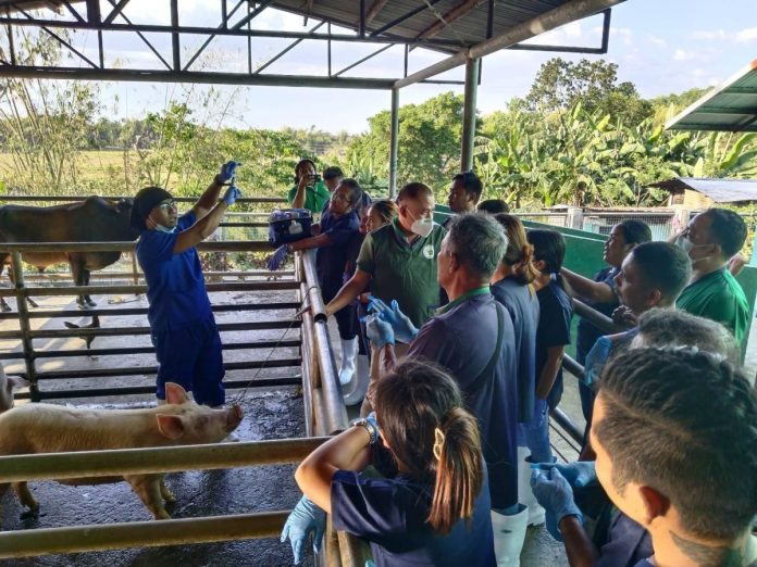 San Jose ASF Barangay Biosecurity Officers of San Jose de Buenavista, Antique during their training on BABay ASF (African Swine Fever): Specimen Collection at the town’s slaughterhouse. Mayor Elmer Untaran banned swine, pork and pork products from Hamtic, where suspected ASF cases were being investigated. LUCIA AGUPE BANTOLO FB PHOTO