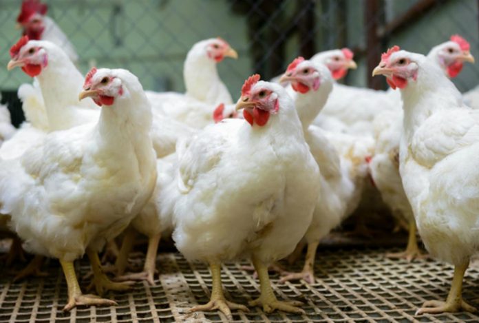 bird_flu_monitoring_pic_resized Live birds, poultry and poultry products without proper documents are prohibited from entering Iloilo province. PHOTO COURTESY OF LIVERPOOL.AC.UK