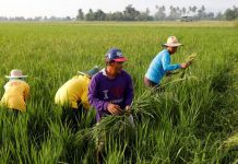 Gov’t agencies ready to aid farmers under ‘Masagana’ program Masagana rice program targets to help Filipino farmers in climate change adaptation and make their farms more resilient to harsh weather conditions. PHOTO COURTESY OF ABS-CBN NEWS