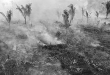 World way off target to end deforestation Losses of tropical primary (old-growth) forest are seen as particularly critical for global warming and biodiversity. GETTY IMAGES