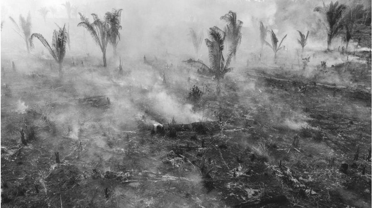 World Way Off Target To End Deforestation world-way-off-target-to-end-deforestation
