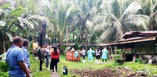 Personnel of the Hamtic Fire Station assist the Municipal Agriculture Office, Antique Provincial Veterinary Office and local police cull swine infected with African Swine Fever. Hamtic and San Jose de Buenavista are the first two towns to log cases of the hog disease in Antique. HAMTIC FIRE STATION PHOTO