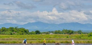 Farmers plow a rice field in Barangay Bita Sur, Oton, Iloilo in this file photo. Leptospirosis must be watched out for during work on the farm which may have contaminated water, especially this rainy season, according to the Iloilo Provincial Health Office. PN FILE PHOTO