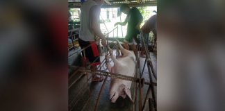 Over 1,000 African Swine Fever-suspected hog deaths were recorded from 22 barangays in Hamtic, Antique as of June 16. GALILEO MAGBANUA