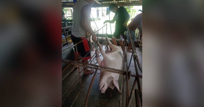 hamtic Over 1,000 African Swine Fever-suspected hog deaths were recorded from 22 barangays in Hamtic, Antique as of June 16. GALILEO MAGBANUA