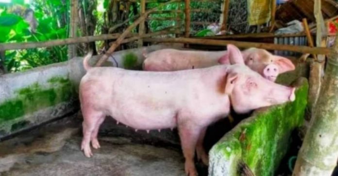 hog deaths Losses due to hog mortalities in Negros Occidental reached P125,341,250, according to the Provincial Veterinary Office. PHOTO COURTESY OF PNA