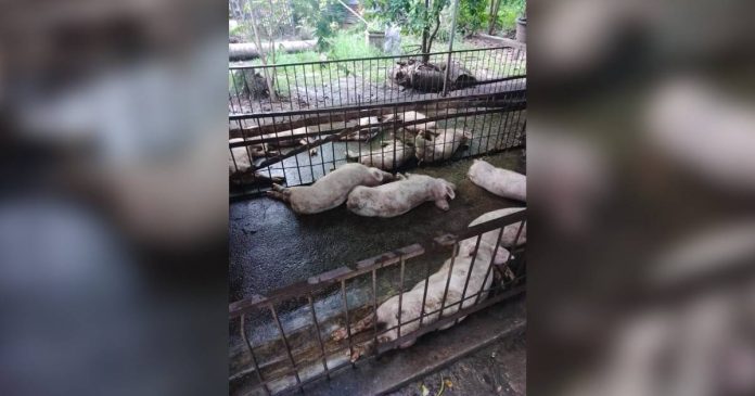 hogs-death The municipality of Hamtic in Antique has so far recorded 1,237 hog deaths. PHOTO COURTESY OF RADYO BANDERA SWEET FM KALIBO