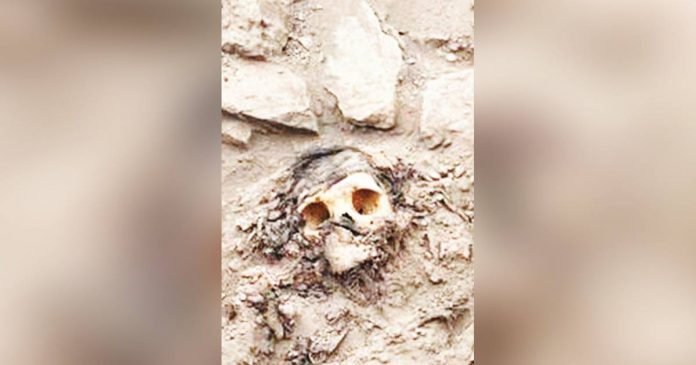 mummy Students helping with the dig first spotted the mummy's hair and skull. REUTERS