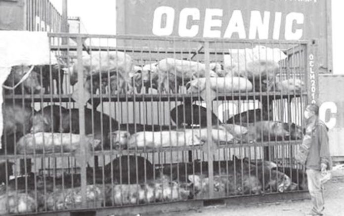 negros-pork-ships This undated photo shows live pigs from Negros Occidental being transported to Luzon. The province continues to ship out pigs to Luzon and other parts of Visayas as it recorded a decline in swine deaths. NEGROS OCCIDENTAL PROVINCIAL VETERINARY OFFICE VIA PNA PHOTO