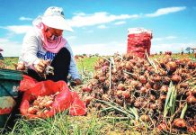 Fund creation proposed to support onion farmers House Bill No. 8462 proposes to create the Onion Competitiveness Enhancement Fund (OCEF). OCEF will be spent on development and support programs for the benefit of onion farmers and the country’s onion industry. PHOTO COURTESY OF ABS-CBN NEWS