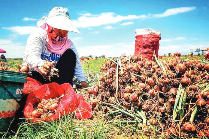 onion fund House Bill No. 8462 proposes to create the Onion Competitiveness Enhancement Fund (OCEF). OCEF will be spent on development and support programs for the benefit of onion farmers and the country’s onion industry. PHOTO COURTESY OF ABS-CBN NEWS