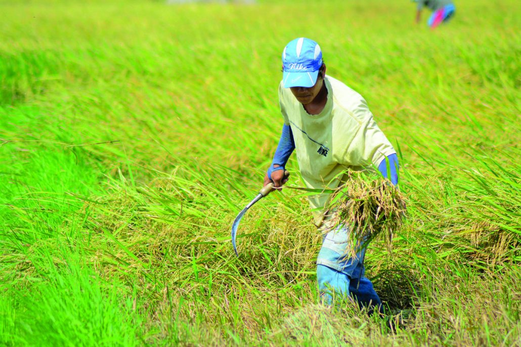 Average farmgate price of palay up in April