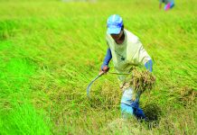Average farmgate price of palay up in April The highest farmgate price of palay in April 2023 was seen in Northern Mindanao at P20.77 per kilogram and the lowest was in Eastern Visayas at P16.09 per kilogram. PN FILE PHOTO