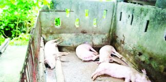 The municipality of Hamtic in Antique province eyes declaring a state of calamity after cases of African Swine Fever (ASF) were detected. Photo taken on Tuesday, June 20, shows dead hogs with suspected ASF from a backyard farm in Barangay Malandog. GALILEO MAGBANUA PHOTO