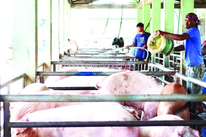 traders shortchange Consolidated hogs from various barangays in Sibalom and nearby municipalities are being prepared for shipment in this photo. Antique Provincial Veterinary Office Public Health Division chief Dr. Marco Rafael Ardamil warned hog raisers against unscrupulous traders buying live-weight swine cheap because of the alleged African swine fever cases in Hamtic town. DA-ATI REGIONAL TRAINING CENTER-6 PHOTO